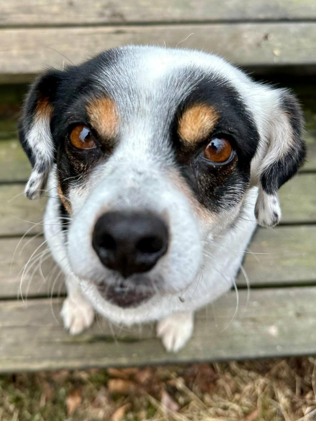 Tiri – erityisadoptio – kotihoidossa&nbsp;Suomessa