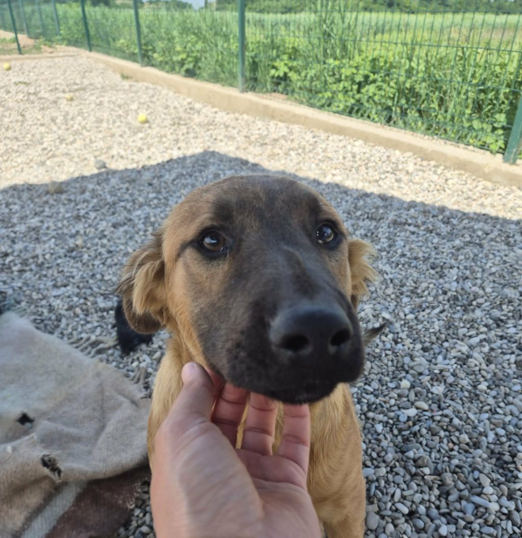Pumba