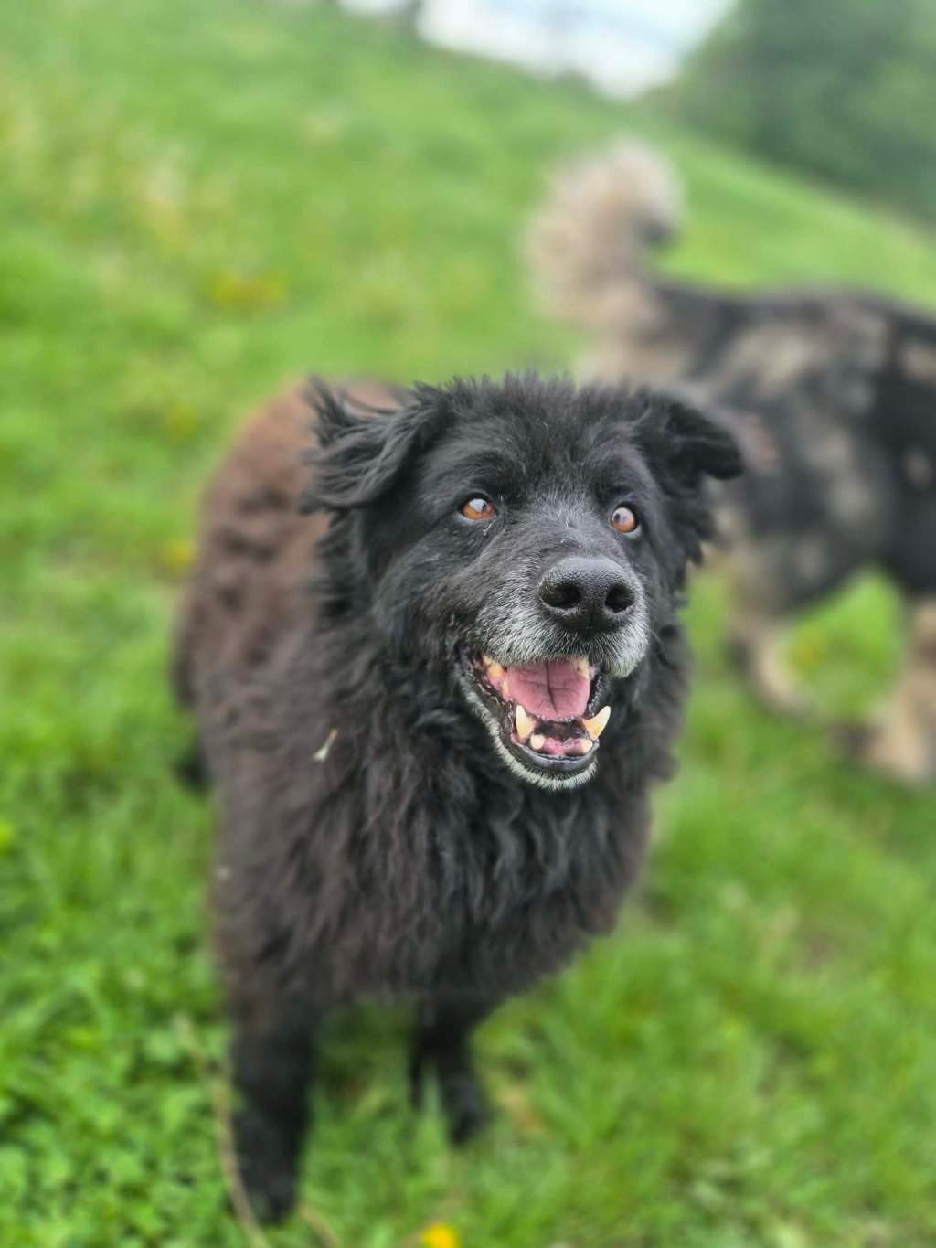Puli